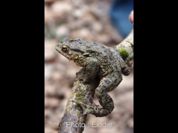 Les photos d' Elodie page 003